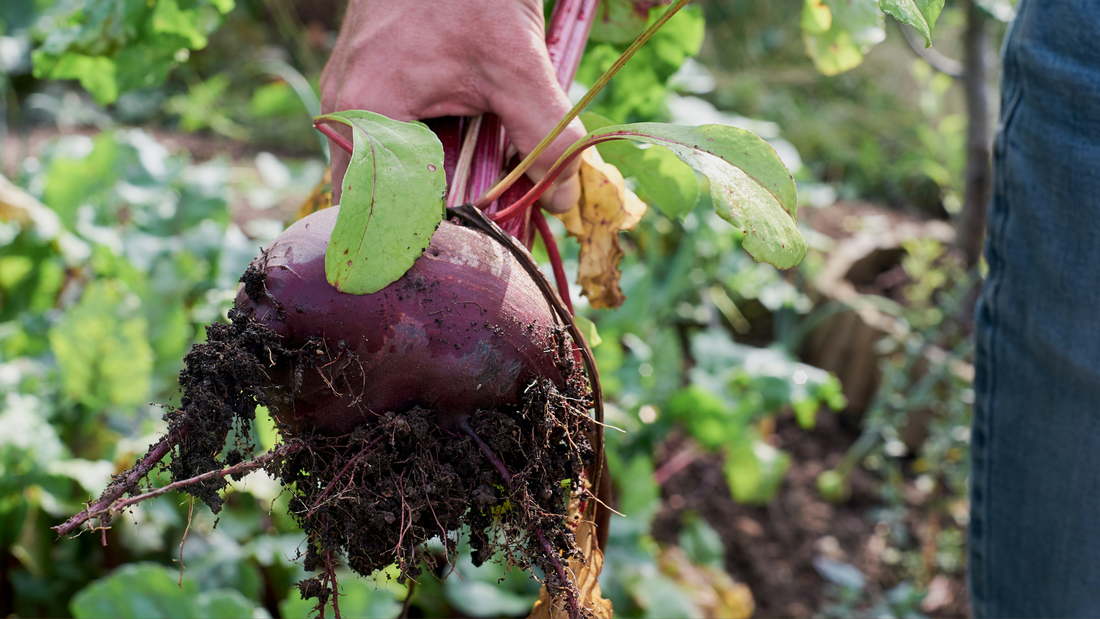 The Benefits of Beetroot Powder: Enhancing Your Health and Athletic Performance